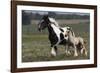 Gypsy Vanner 038-Bob Langrish-Framed Photographic Print