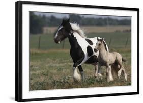 Gypsy Vanner 038-Bob Langrish-Framed Photographic Print