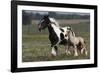 Gypsy Vanner 038-Bob Langrish-Framed Photographic Print