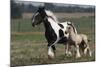 Gypsy Vanner 038-Bob Langrish-Mounted Photographic Print