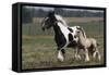 Gypsy Vanner 038-Bob Langrish-Framed Stretched Canvas