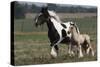 Gypsy Vanner 038-Bob Langrish-Stretched Canvas