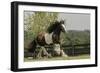 Gypsy Vanner Horse Running, Crestwood, Kentucky-Adam Jones-Framed Photographic Print