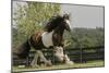 Gypsy Vanner Horse Running, Crestwood, Kentucky-Adam Jones-Mounted Photographic Print