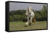 Gypsy Vanner Horse Running, Crestwood, Kentucky-Adam Jones-Framed Stretched Canvas