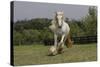 Gypsy Vanner Horse Running, Crestwood, Kentucky-Adam Jones-Stretched Canvas