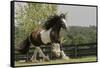 Gypsy Vanner Horse Running, Crestwood, Kentucky-Adam Jones-Framed Stretched Canvas