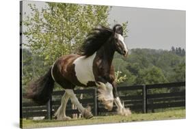 Gypsy Vanner Horse Running, Crestwood, Kentucky-Adam Jones-Stretched Canvas