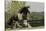 Gypsy Vanner Horse Running, Crestwood, Kentucky-Adam Jones-Stretched Canvas