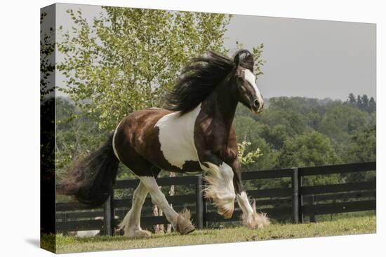 Gypsy Vanner Horse Running, Crestwood, Kentucky-Adam Jones-Stretched Canvas