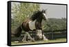 Gypsy Vanner Horse Running, Crestwood, Kentucky-Adam Jones-Framed Stretched Canvas