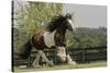 Gypsy Vanner Horse Running, Crestwood, Kentucky-Adam Jones-Stretched Canvas