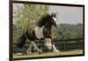 Gypsy Vanner Horse Running, Crestwood, Kentucky-Adam Jones-Framed Photographic Print