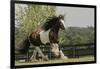 Gypsy Vanner Horse Running, Crestwood, Kentucky-Adam Jones-Framed Photographic Print