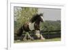 Gypsy Vanner Horse Running, Crestwood, Kentucky-Adam Jones-Framed Photographic Print