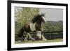 Gypsy Vanner Horse Running, Crestwood, Kentucky-Adam Jones-Framed Photographic Print