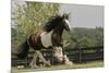 Gypsy Vanner Horse Running, Crestwood, Kentucky-Adam Jones-Mounted Photographic Print