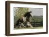 Gypsy Vanner Horse Running, Crestwood, Kentucky-Adam Jones-Framed Photographic Print