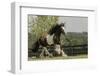 Gypsy Vanner Horse Running, Crestwood, Kentucky-Adam Jones-Framed Photographic Print