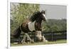 Gypsy Vanner Horse Running, Crestwood, Kentucky-Adam Jones-Framed Premium Photographic Print
