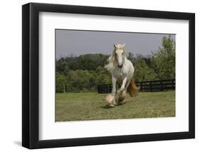 Gypsy Vanner Horse Running, Crestwood, Kentucky-Adam Jones-Framed Photographic Print