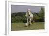 Gypsy Vanner Horse Running, Crestwood, Kentucky-Adam Jones-Framed Photographic Print