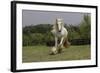 Gypsy Vanner Horse Running, Crestwood, Kentucky-Adam Jones-Framed Photographic Print