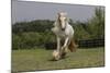 Gypsy Vanner Horse Running, Crestwood, Kentucky-Adam Jones-Mounted Photographic Print