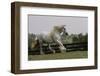 Gypsy Vanner Horse Running, Crestwood, Kentucky-Adam Jones-Framed Photographic Print