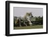 Gypsy Vanner Horse Running, Crestwood, Kentucky-Adam Jones-Framed Photographic Print