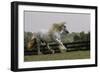 Gypsy Vanner Horse Running, Crestwood, Kentucky-Adam Jones-Framed Photographic Print