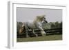 Gypsy Vanner Horse Running, Crestwood, Kentucky-Adam Jones-Framed Photographic Print