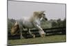 Gypsy Vanner Horse Running, Crestwood, Kentucky-Adam Jones-Mounted Photographic Print