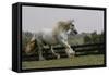 Gypsy Vanner Horse Running, Crestwood, Kentucky-Adam Jones-Framed Stretched Canvas
