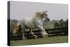 Gypsy Vanner Horse Running, Crestwood, Kentucky-Adam Jones-Stretched Canvas