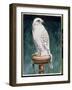 Gyr Falcon, 1986-Sandra Lawrence-Framed Giclee Print