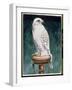 Gyr Falcon, 1986-Sandra Lawrence-Framed Giclee Print