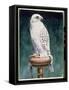 Gyr Falcon, 1986-Sandra Lawrence-Framed Stretched Canvas