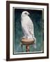 Gyr Falcon, 1986-Sandra Lawrence-Framed Giclee Print