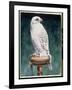 Gyr Falcon, 1986-Sandra Lawrence-Framed Giclee Print