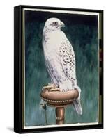 Gyr Falcon, 1986-Sandra Lawrence-Framed Stretched Canvas
