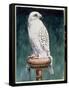 Gyr Falcon, 1986-Sandra Lawrence-Framed Stretched Canvas