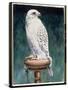 Gyr Falcon, 1986-Sandra Lawrence-Stretched Canvas