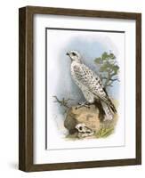 Gyr-Falcon-English-Framed Premium Giclee Print