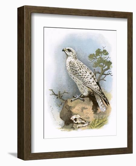 Gyr-Falcon-English-Framed Premium Giclee Print