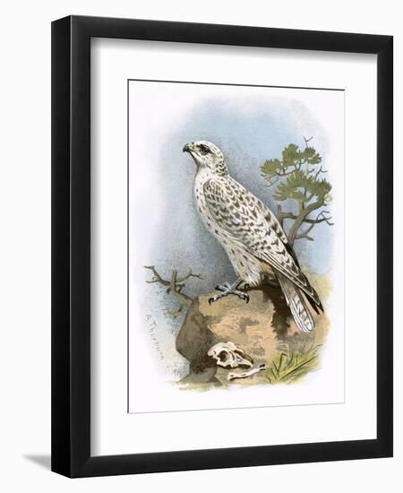 Gyr-Falcon-English-Framed Premium Giclee Print