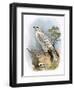 Gyr-Falcon-English-Framed Premium Giclee Print