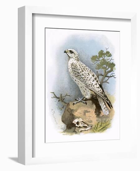 Gyr-Falcon-English-Framed Premium Giclee Print