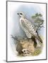 Gyr-Falcon-English-Mounted Premium Giclee Print