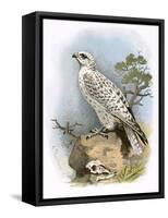 Gyr-Falcon-English-Framed Stretched Canvas